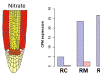 Buscamos investigadores – Looking for&nbsp;researchers